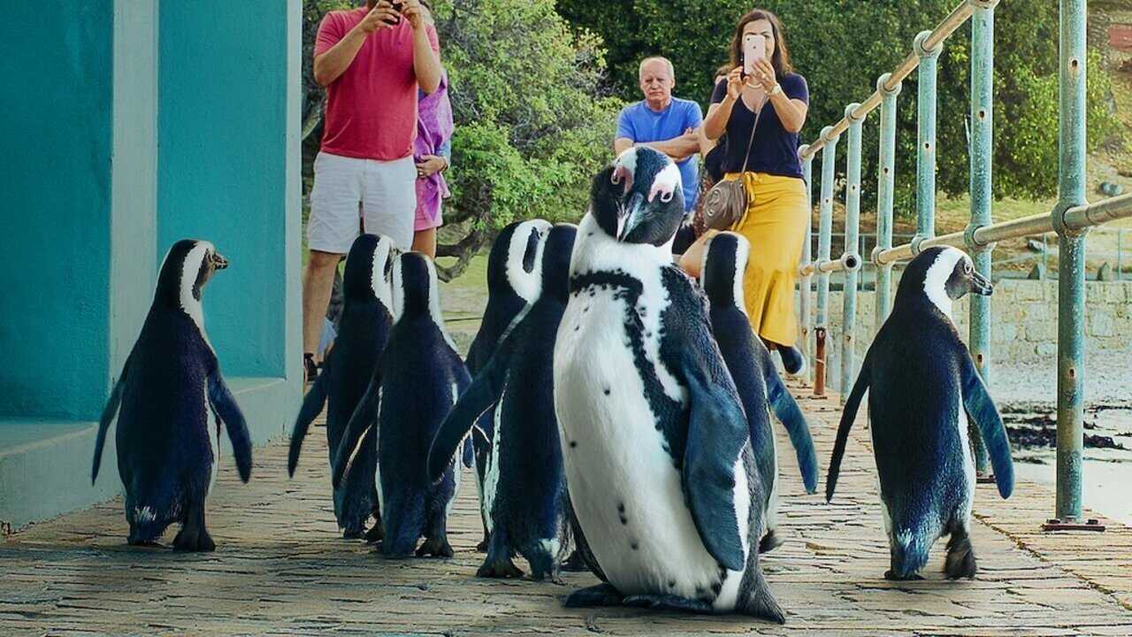 NF - Penguin Town 0