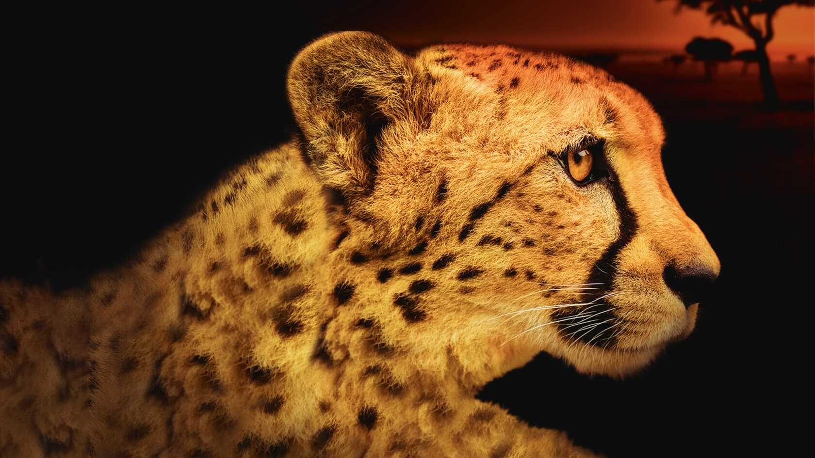 D+ - Africa's Deadliest 0