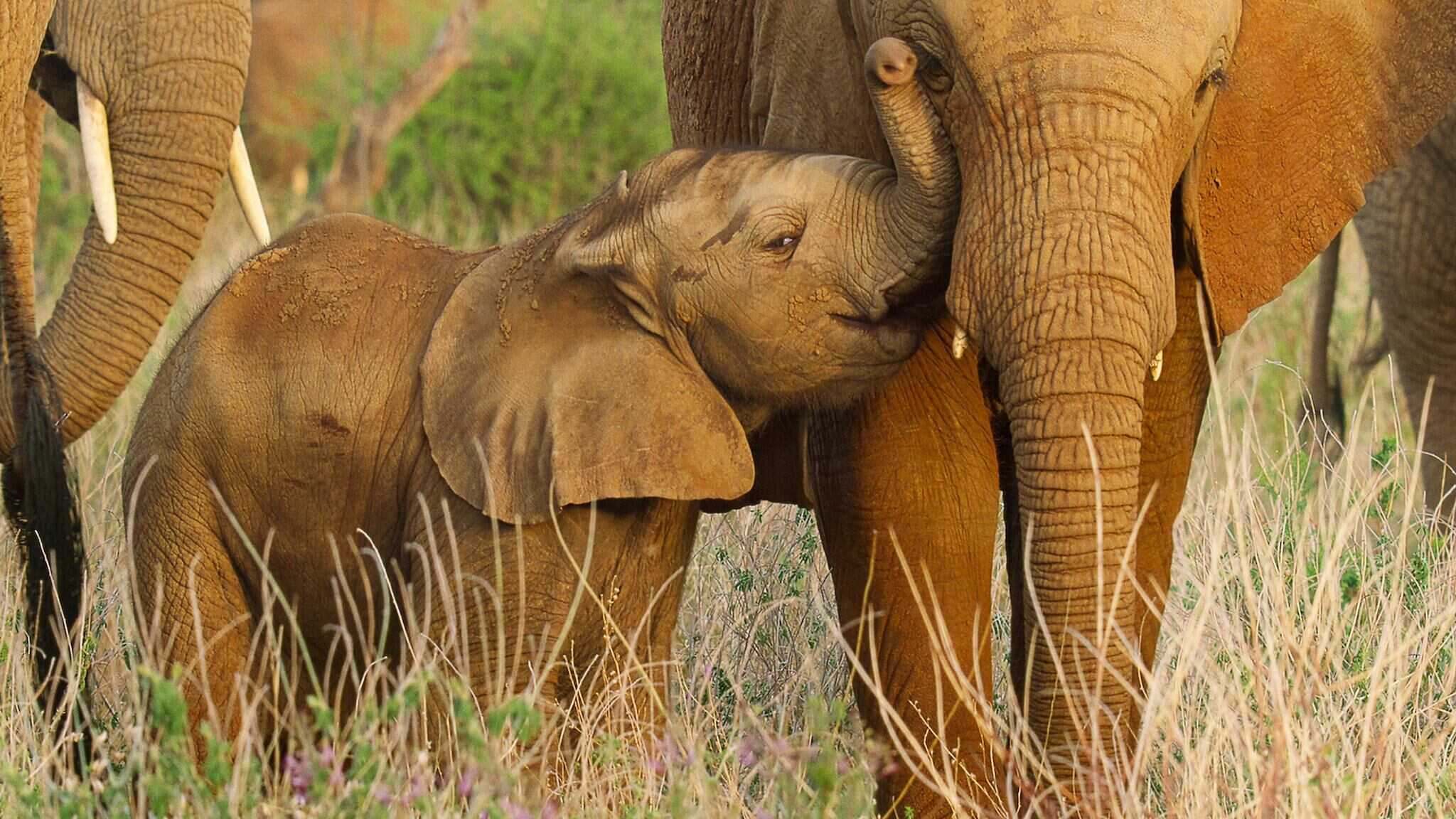 FR - Wild Babies : Petits et Sauvages 0