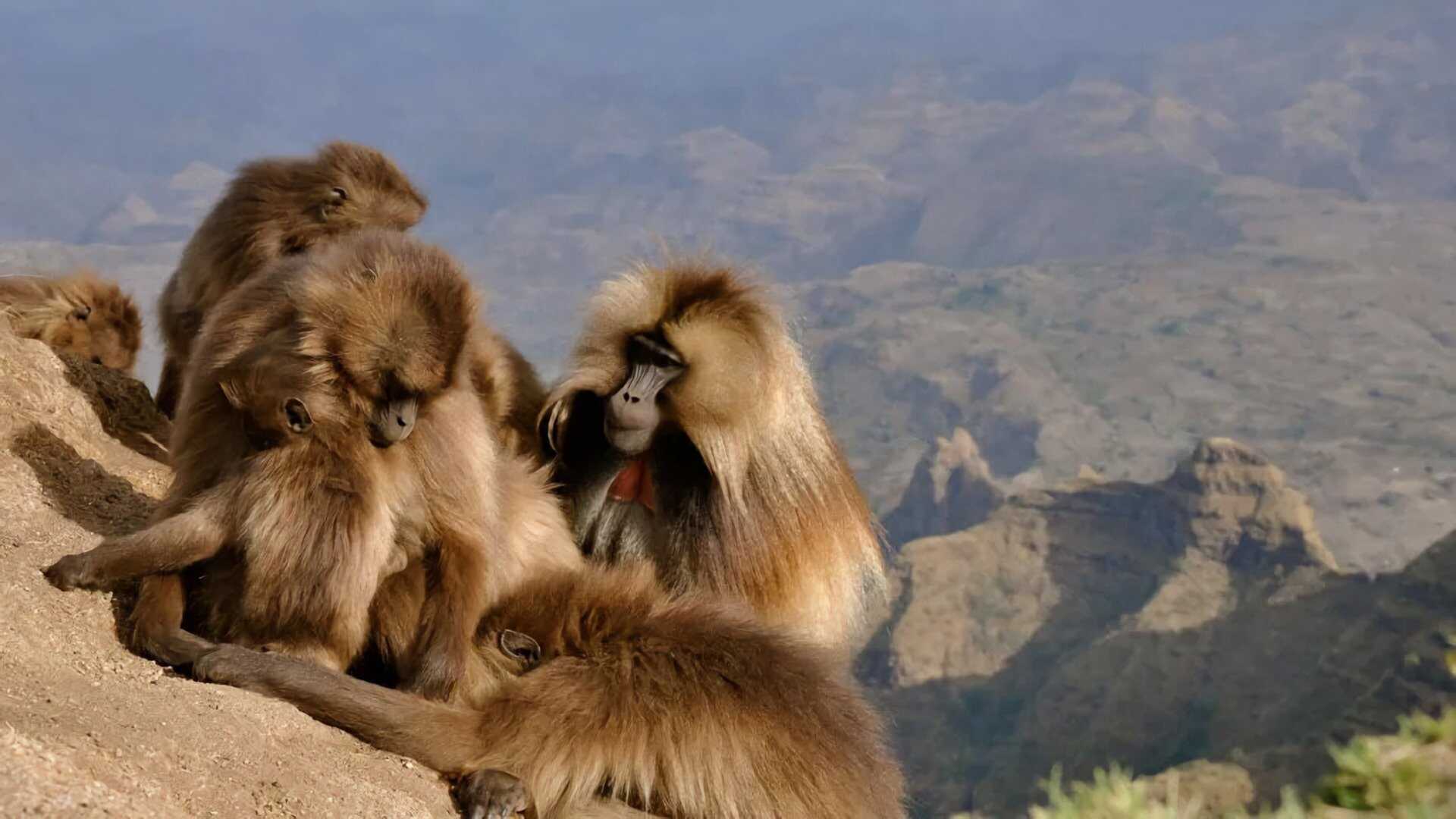 D+ - Africa's Hidden Wonders 0