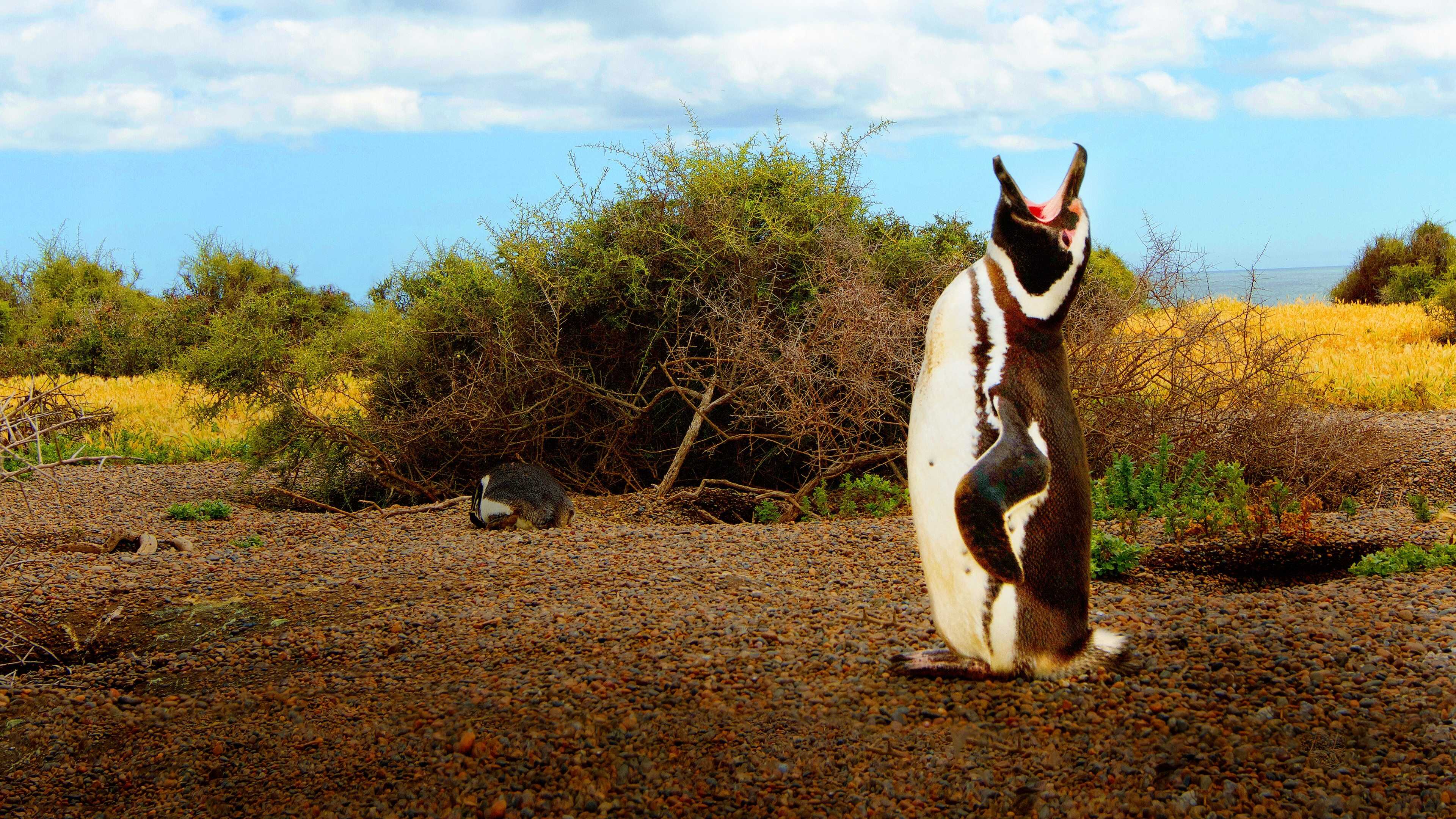 D+ - Wild Argentina 0