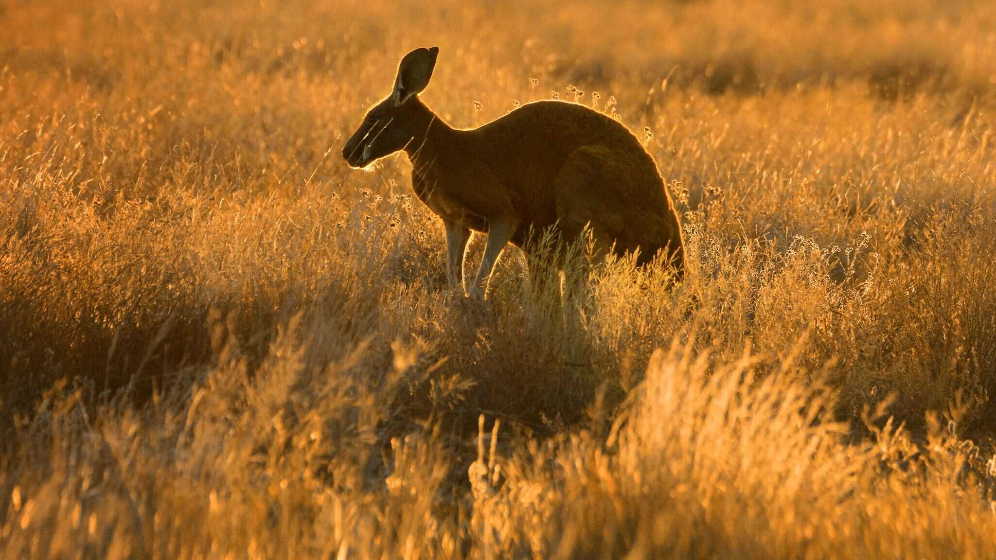 D+ - Wild Australia 0