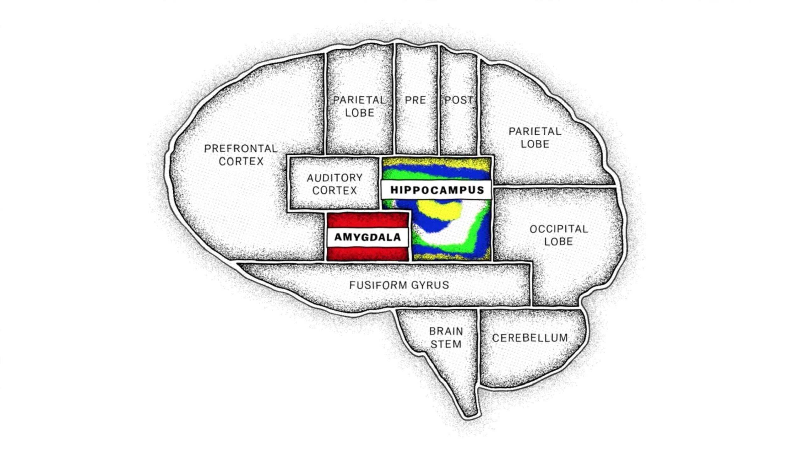 FR - Le cerveau, en bref 3