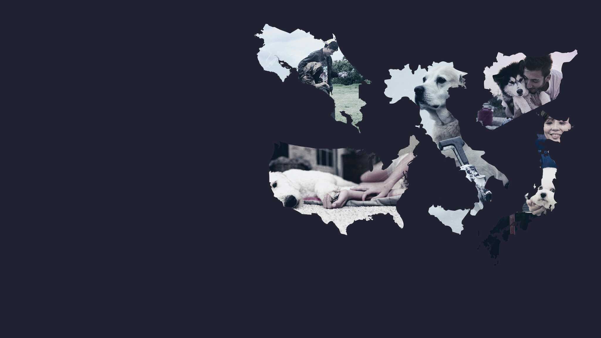 FR - Nos amis les chiens 1