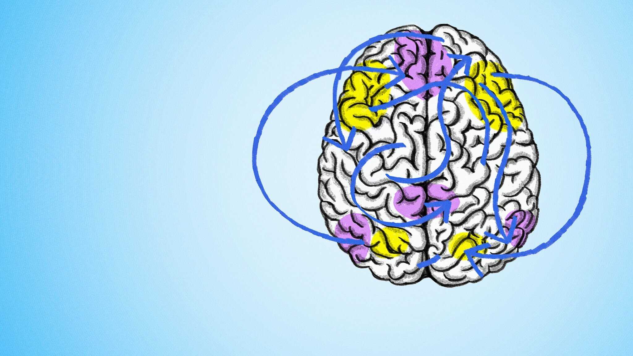 FR - Le cerveau, en bref 4