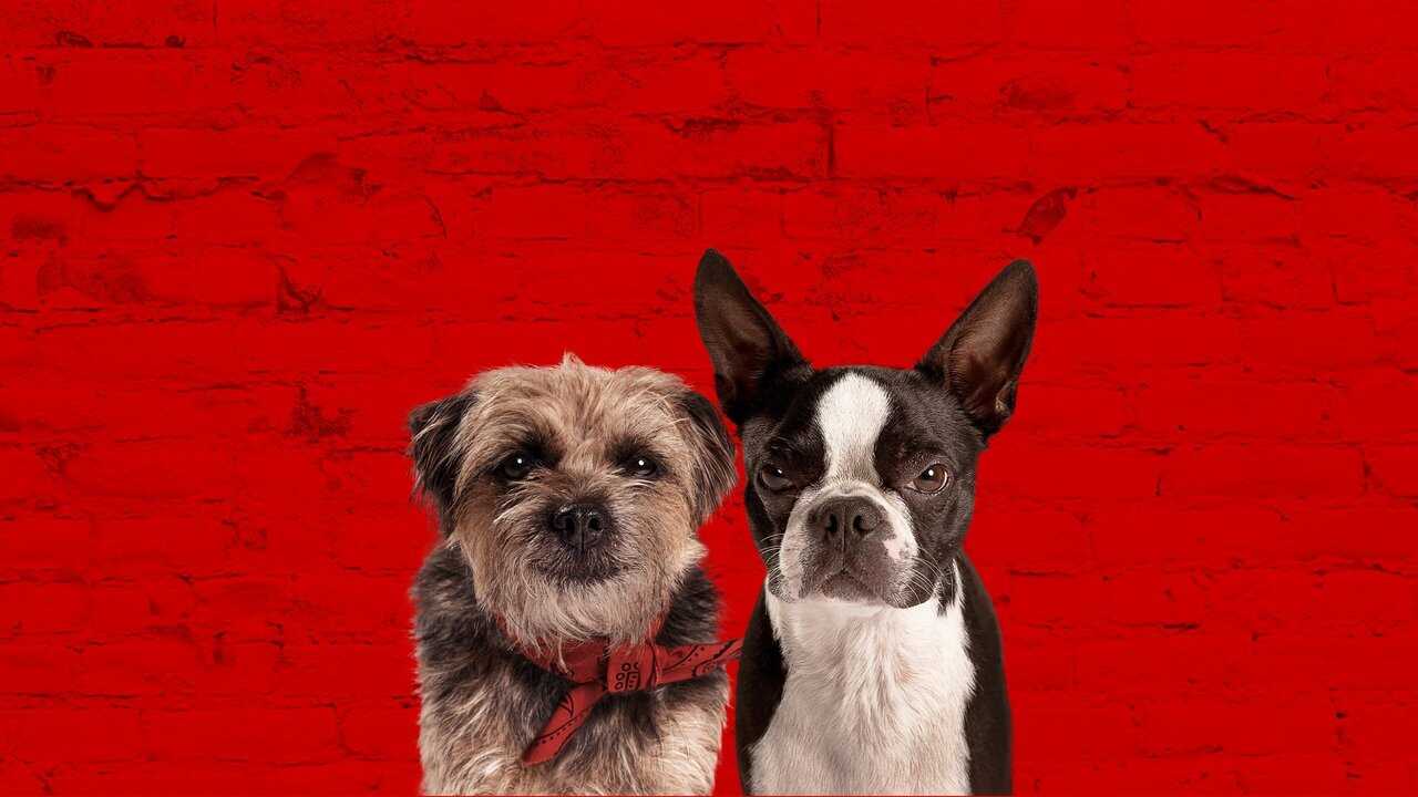 Strays (2023) 0