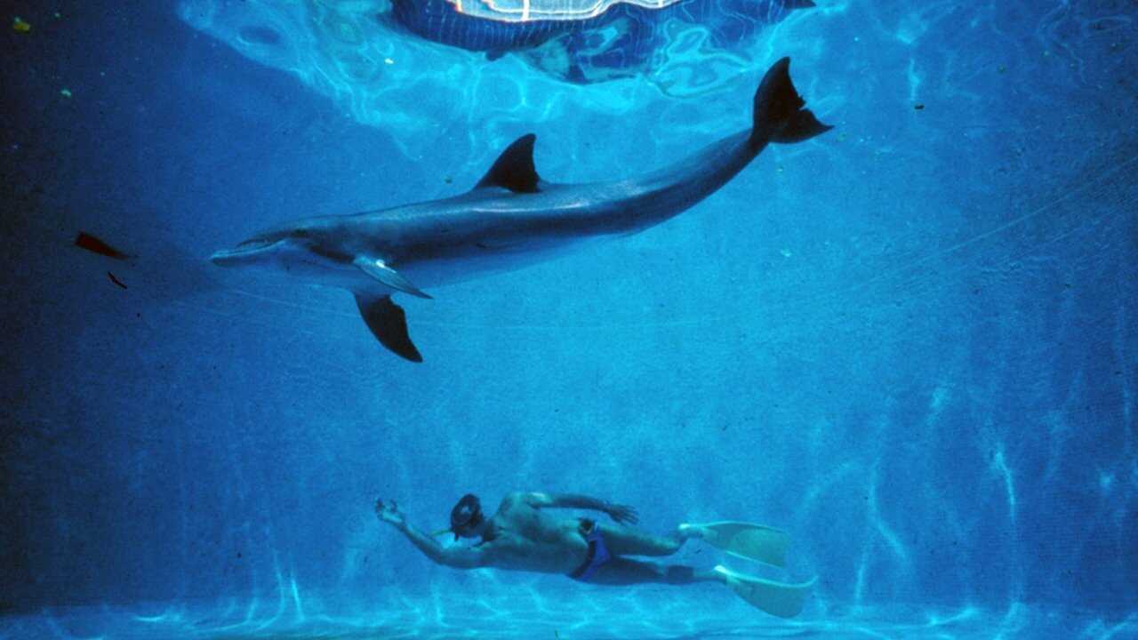 Le Grand Bleu (1988) 0