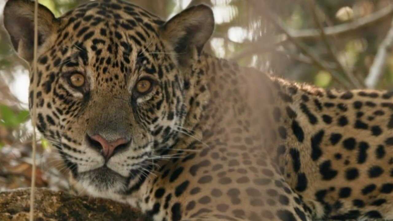 Au nom des jaguars (2025) 0