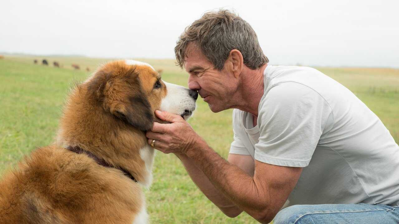 A Dog's Purpose (2017) 0