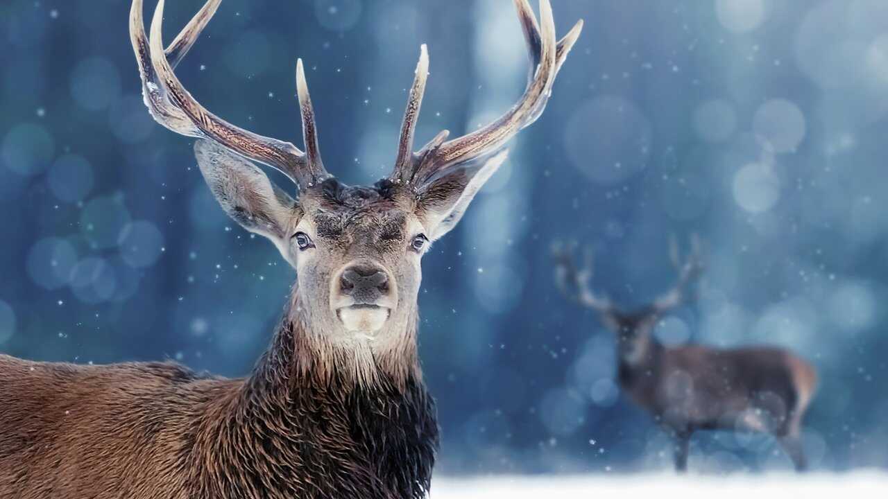 Snow Animals (2019) 0