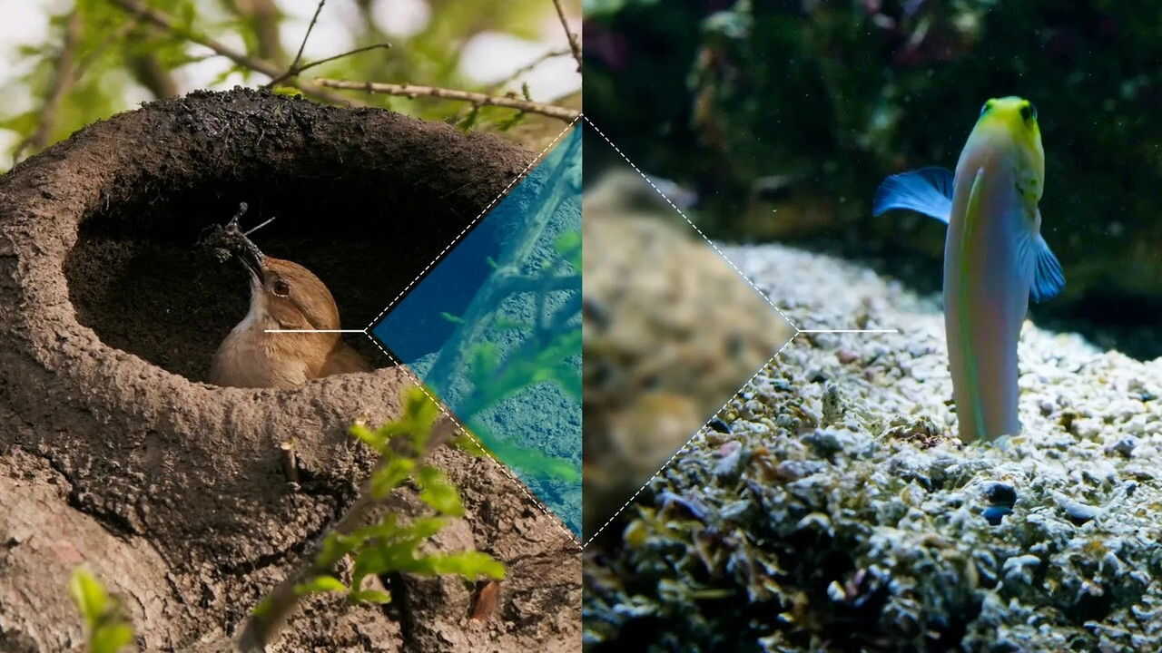 FR - Constructions animales (2022) (FR) 1