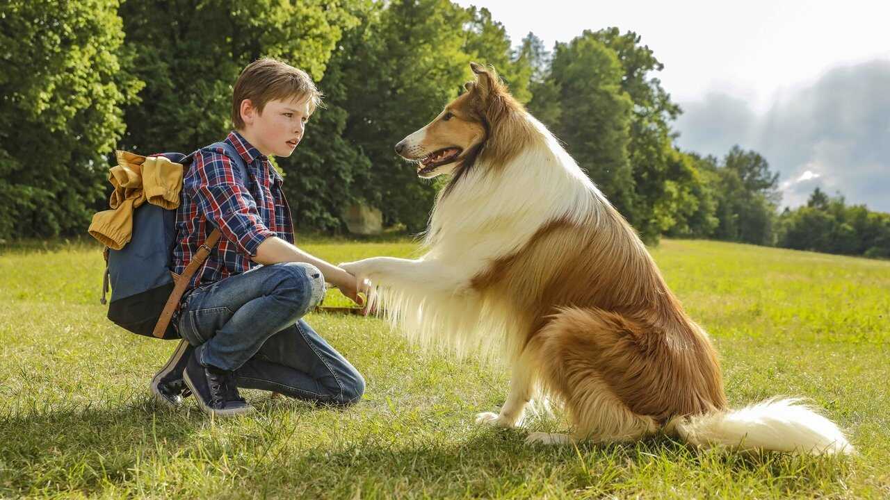 Lassie - Eine abenteuerliche Reise (2020) 0