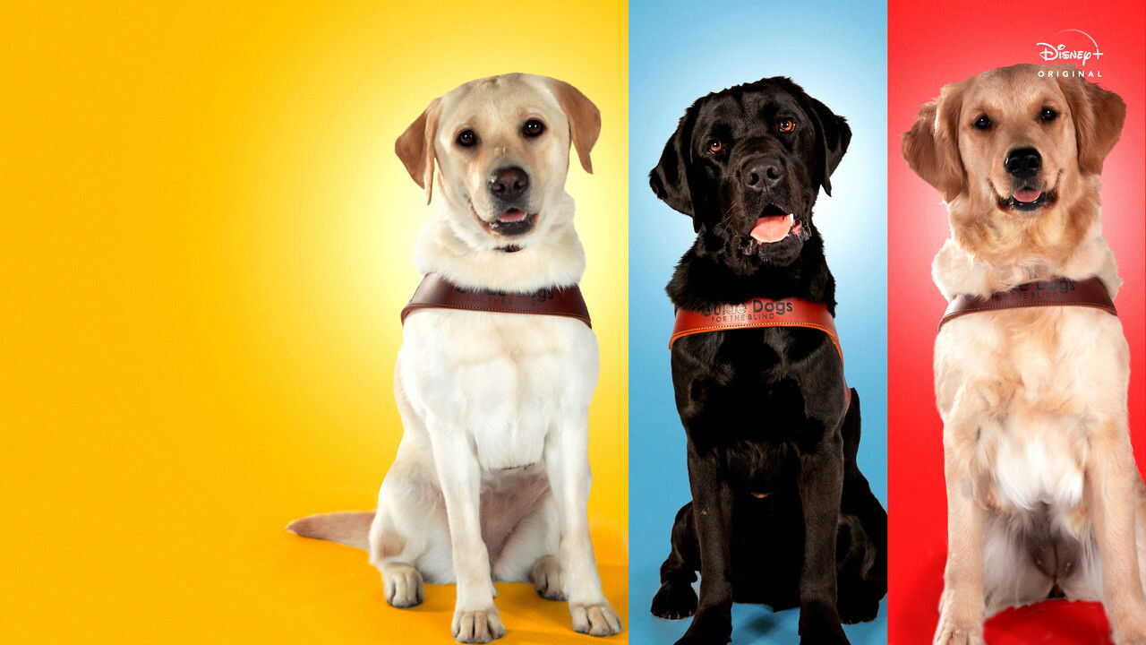 D+ - Pick of the Litter (US) 4