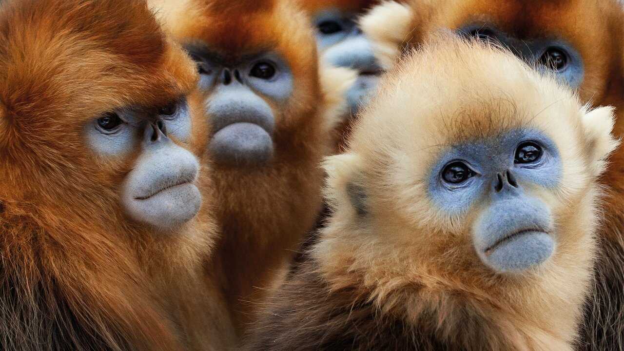 FR - Une planète, sept mondes sauvages (2019) (GB) 0