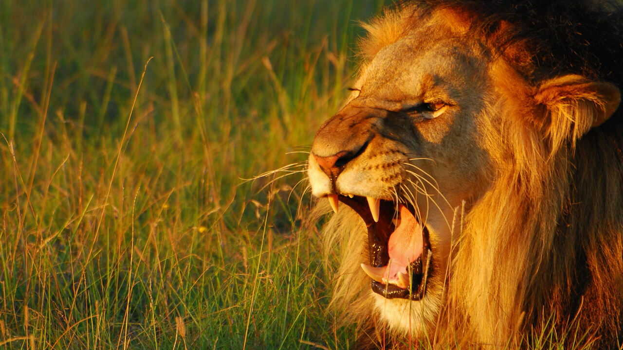 FR - Le Monde secret du son avec David Attenborough (2024) (CA) 0