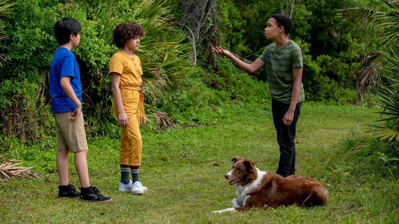 Pet Investigators 0
