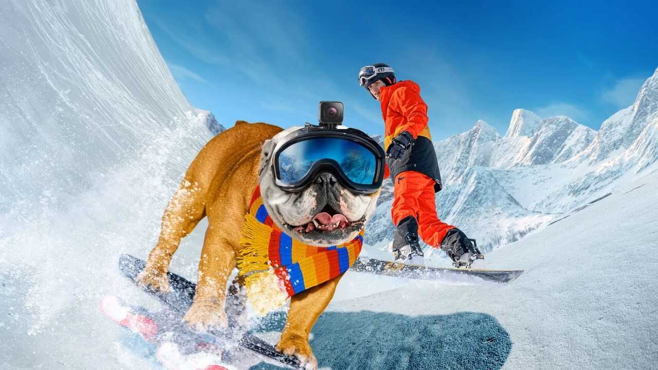 Powder Pup (2024) 0
