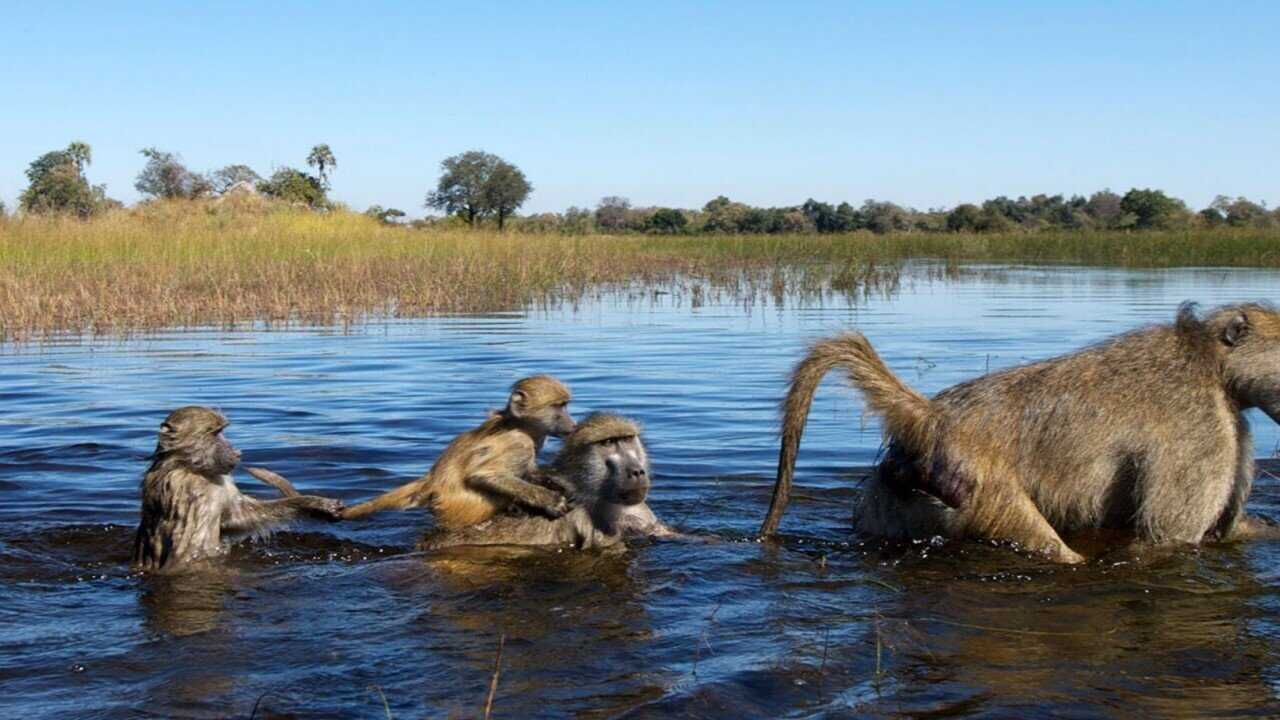 FR - Démocraties animales (2021) (FR) 0