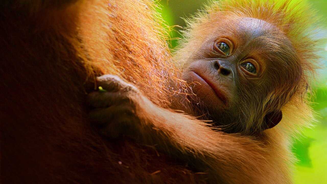 Secret Lives of Orangutans (2024) 0