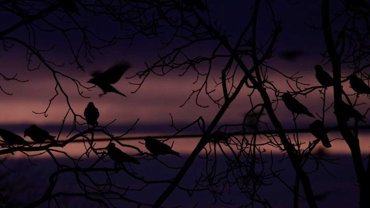 Crows - Nature Is Watching Us (2023) 0