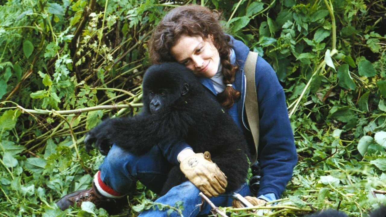 Gorilas en la niebla (1988) 0