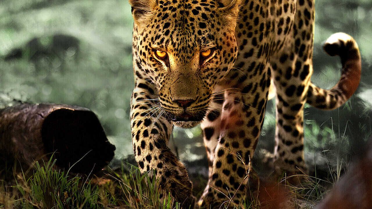 Living with Leopards (2024) 0