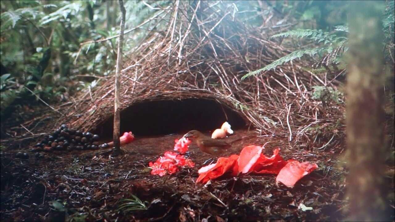 FR - Constructions animales (2022) (FR) 0