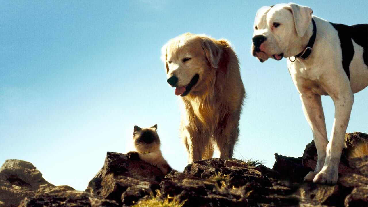 Homeward Bound: The Incredible Journey (1993) 0