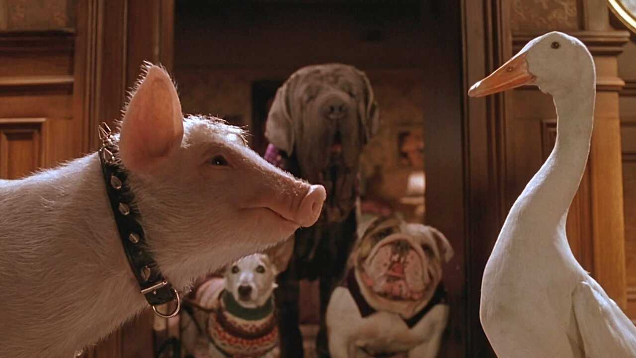 Babe: Pig in the City 0