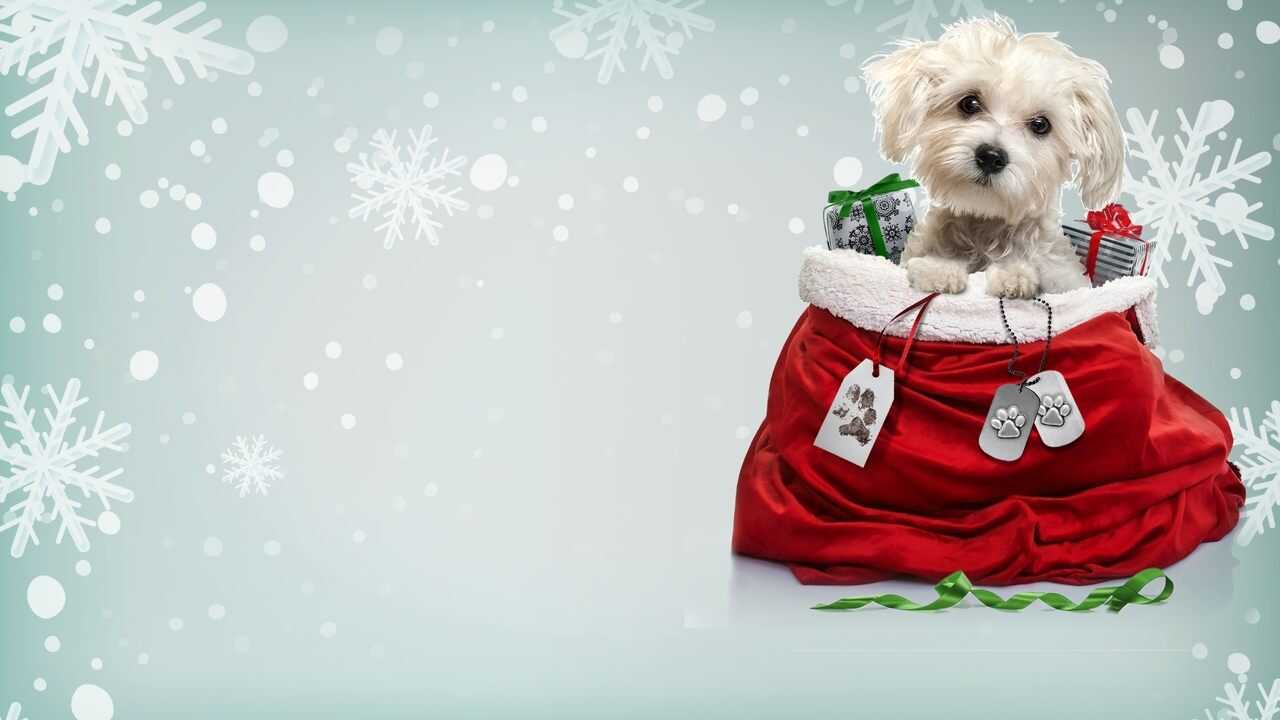 Charlie's Christmas Wish 0