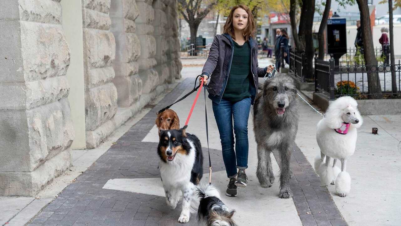 A Dog's Journey (2019) 0