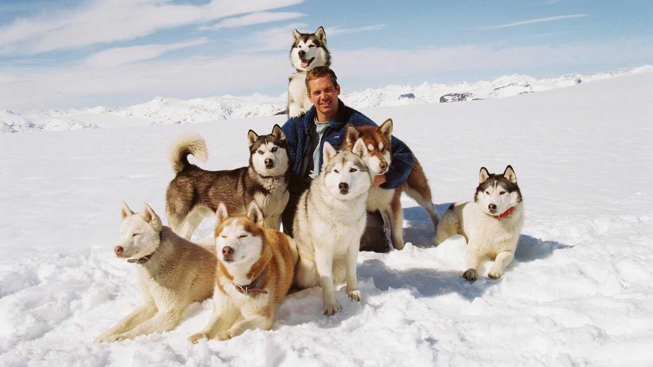 Eight Below 0