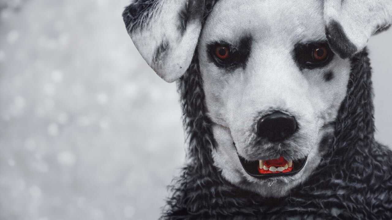 Good Boy 0