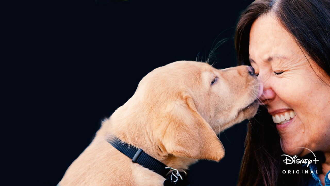 D+ - Pick of the Litter (US) 3