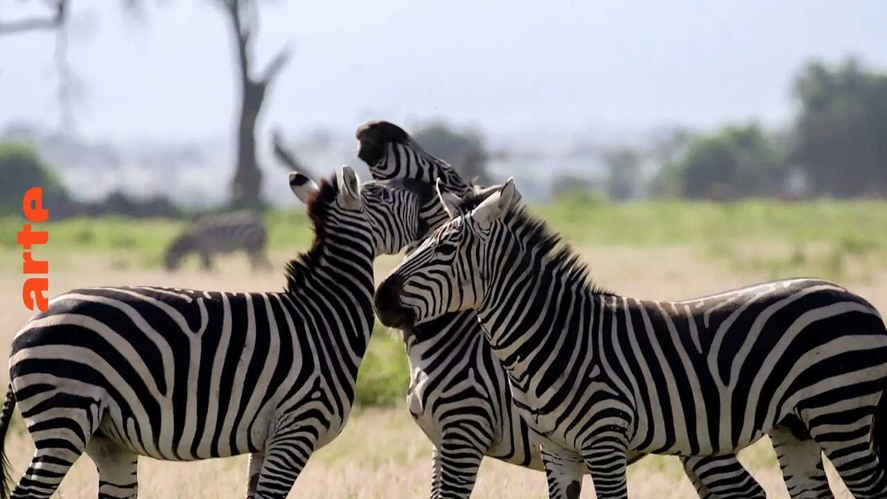 FR - Les réseaux sociaux des animaux (2021) (CA) 3