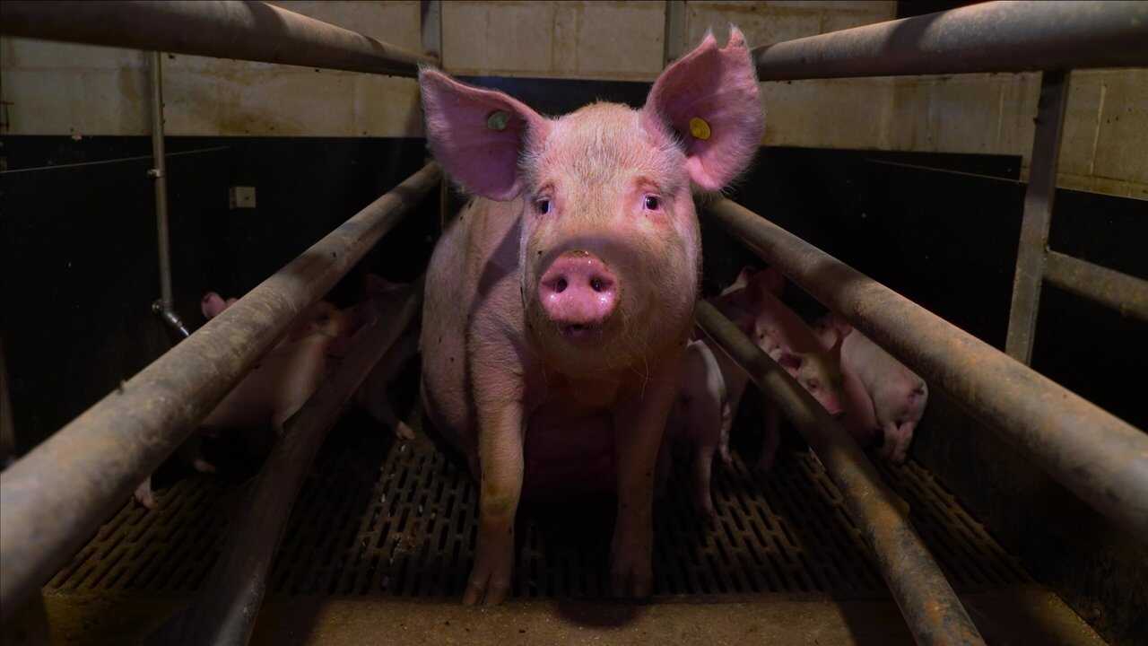 Pignorant (2024) 0