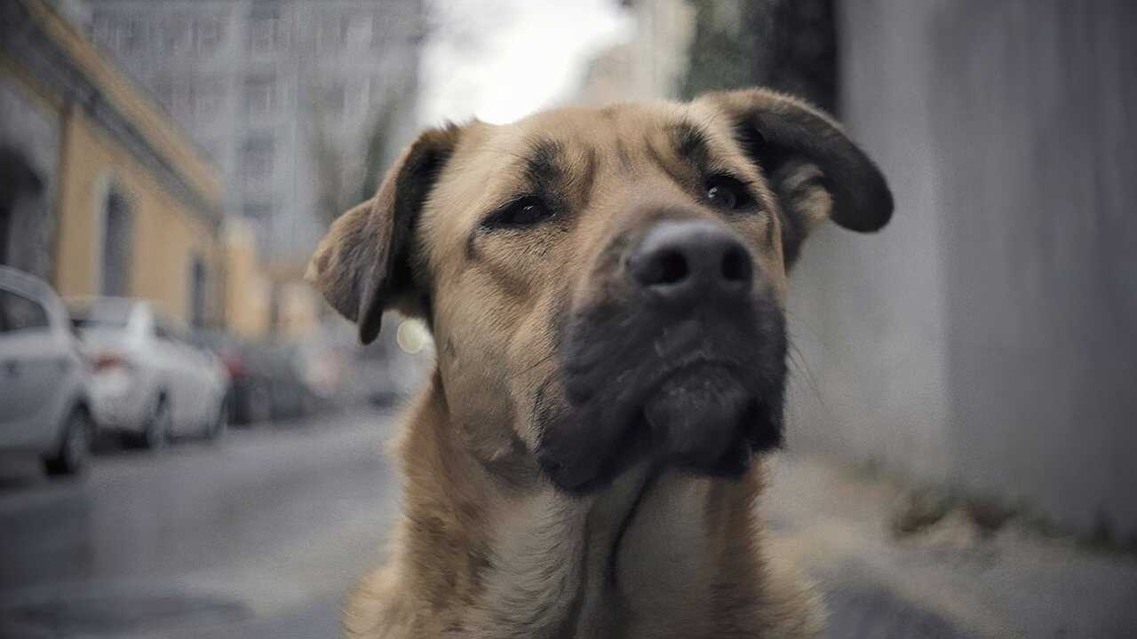 Streuner - Unterwegs mit Hundeaugen (2021) 0