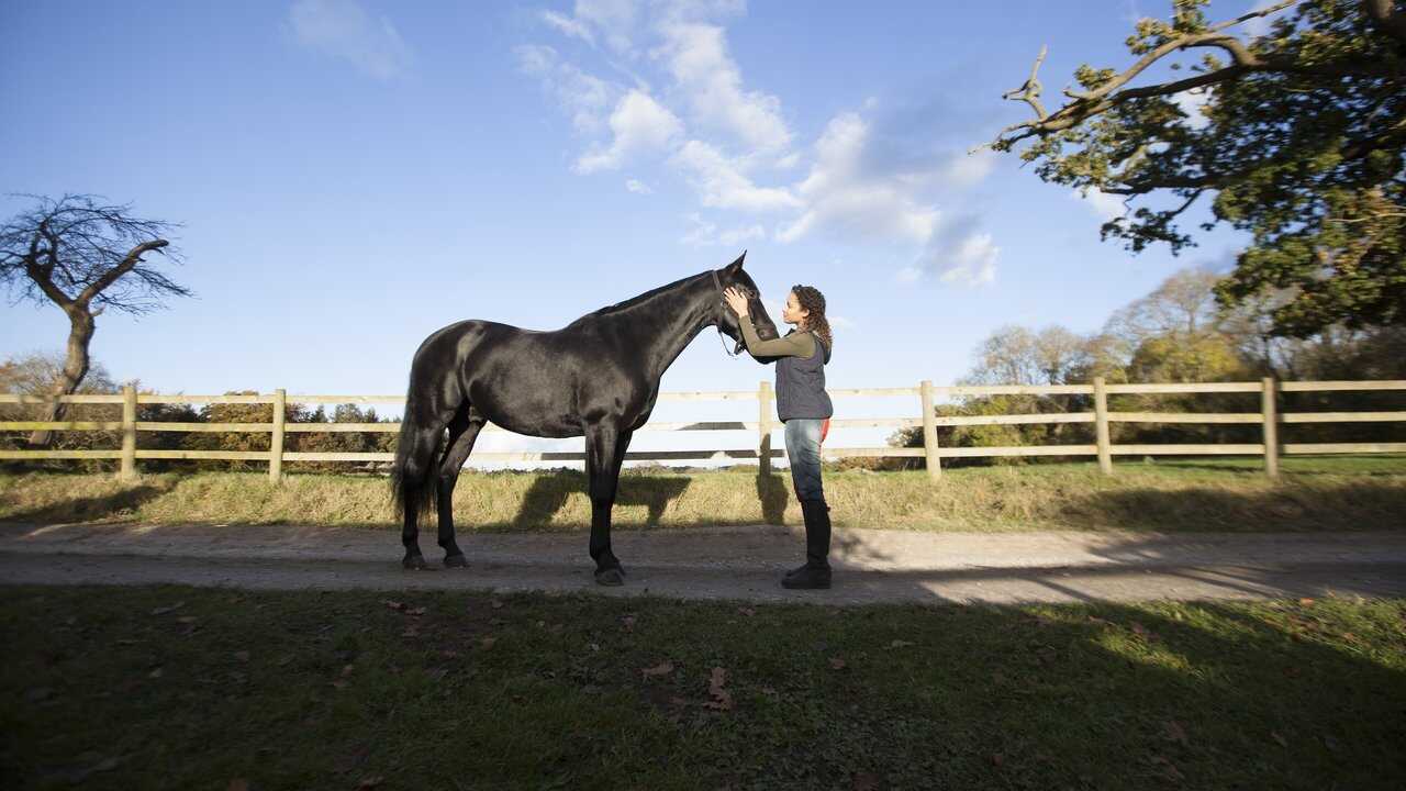 IT - Free Rein (2017) 0