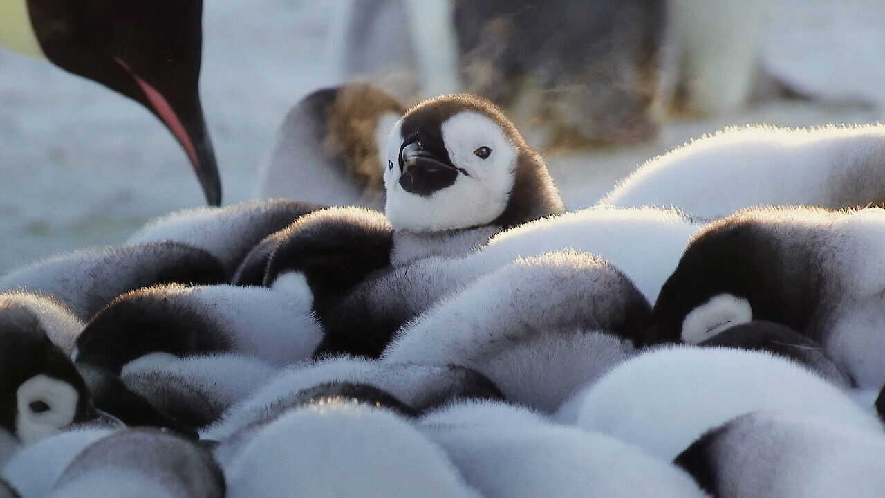 FR - Wild Babies : Petits et Sauvages (2022) (GB) 2