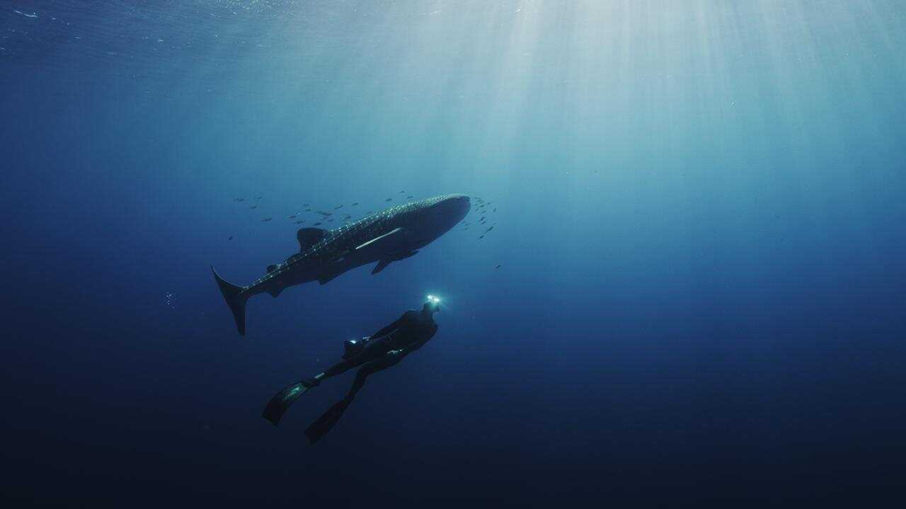 L'odyssée des monstres marins 0