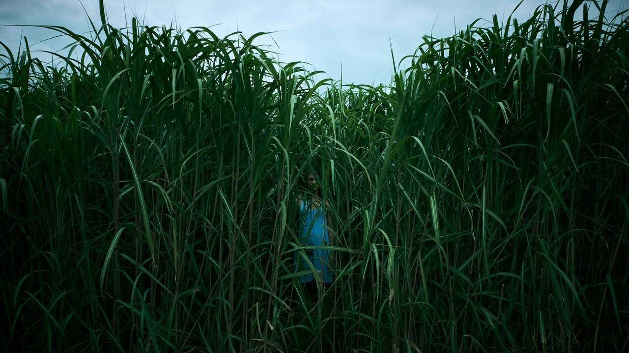 In the Tall Grass 0