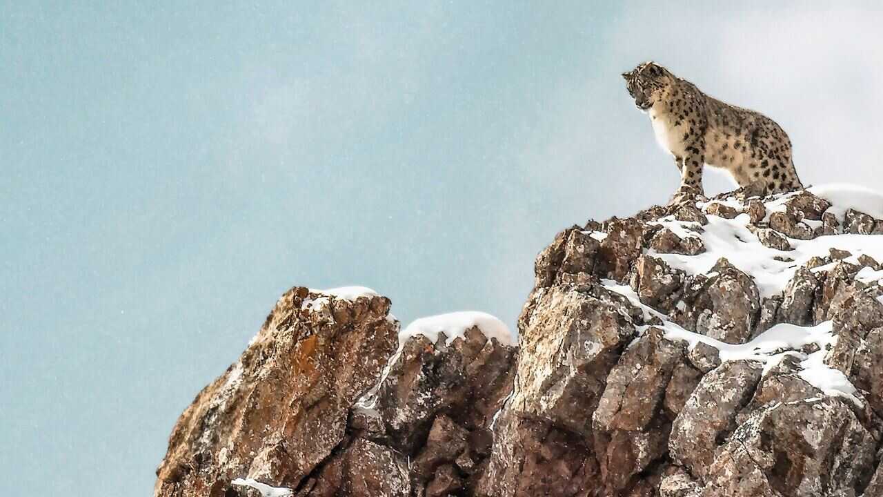 La Panthère des neiges (2021) 0