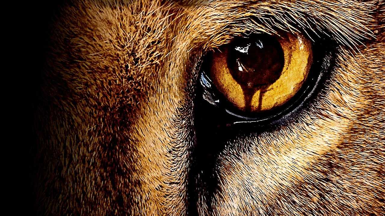 DE - Zoo (2015) 2