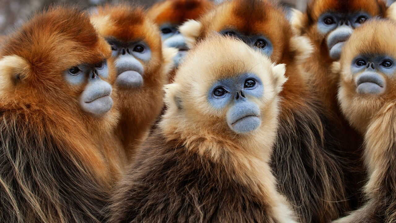 FR - Une planète, sept mondes sauvages (2019) (GB) 2