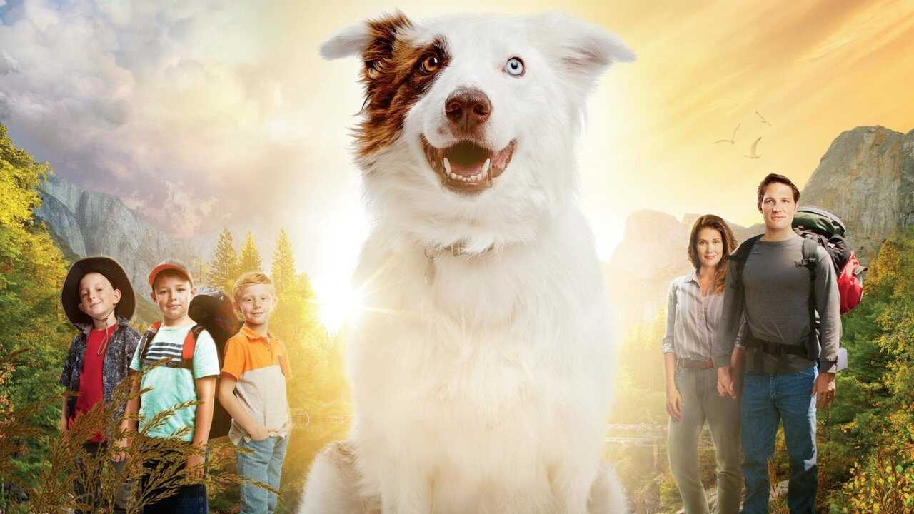 The Stray (2017) 0