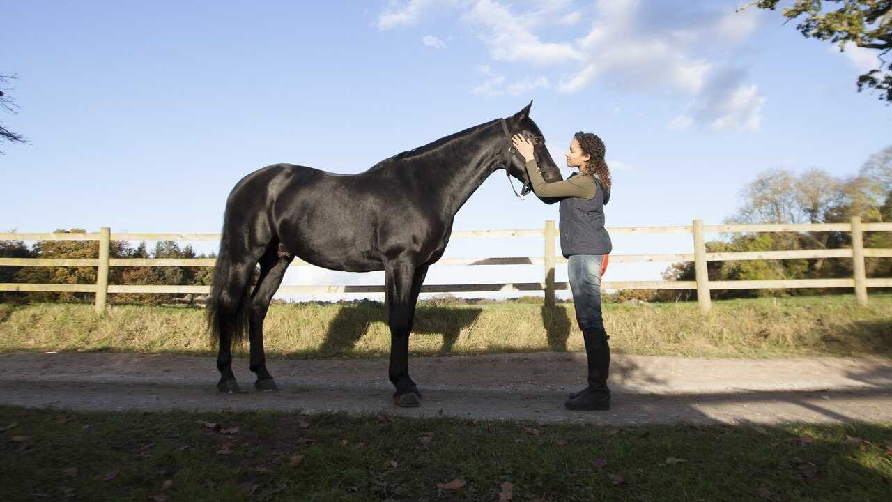 IT - Free Rein (2017) 2