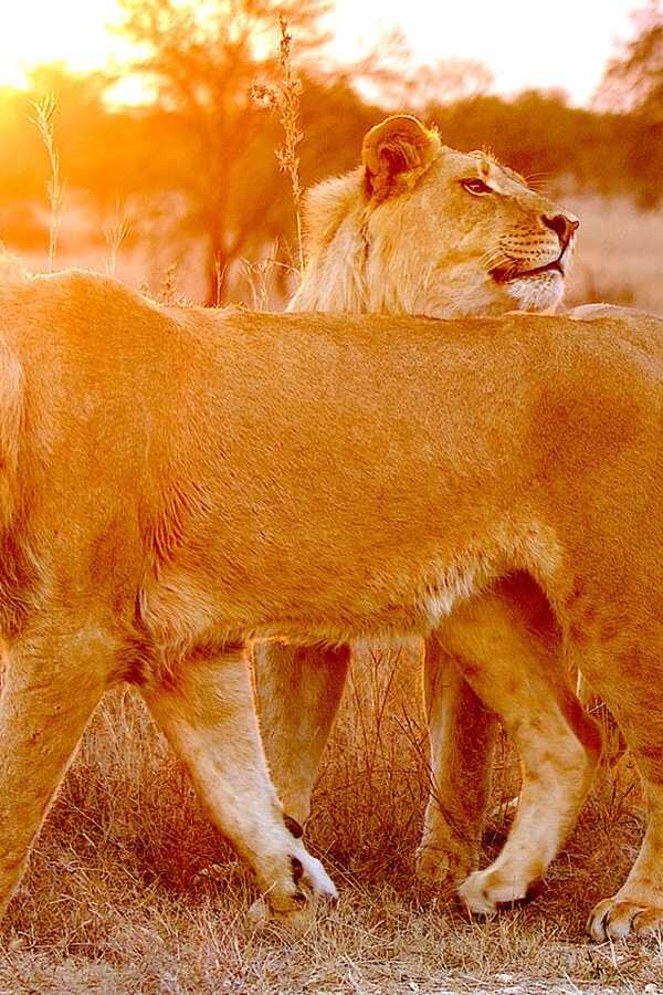 Lion Spy (2021) 0