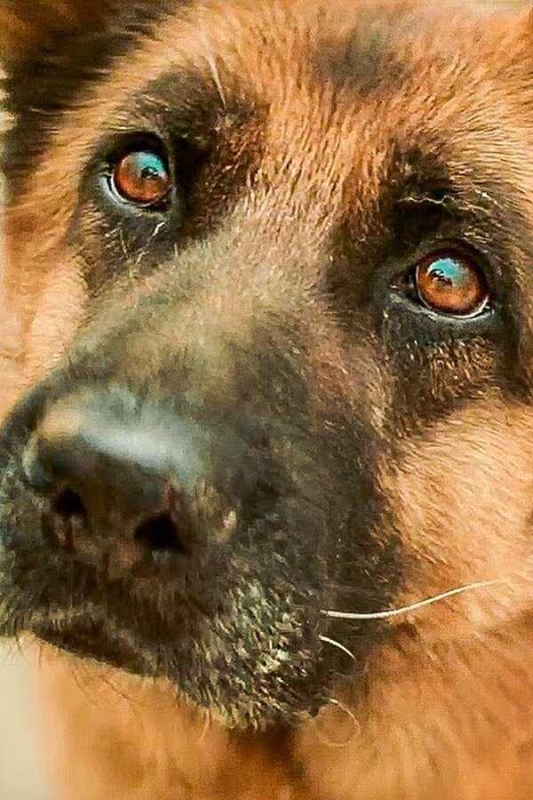 A Dog Named Palma (2021) 0