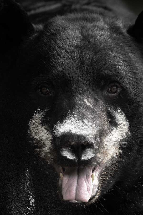 Blow: The True Story of Cocaine, a Bear, and a Crooked Kentucky Cop (2023) 0