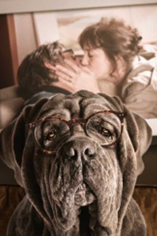 Mon Chien Stupide (2019) 0